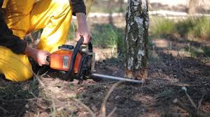 Best Tree and Shrub Care  in , AK