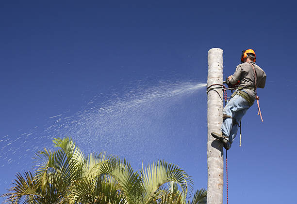 Best Commercial Tree Services  in , AK