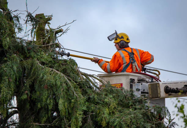 Best Leaf Removal  in , AK