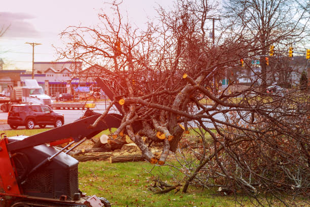 Best Fruit Tree Pruning  in , AK