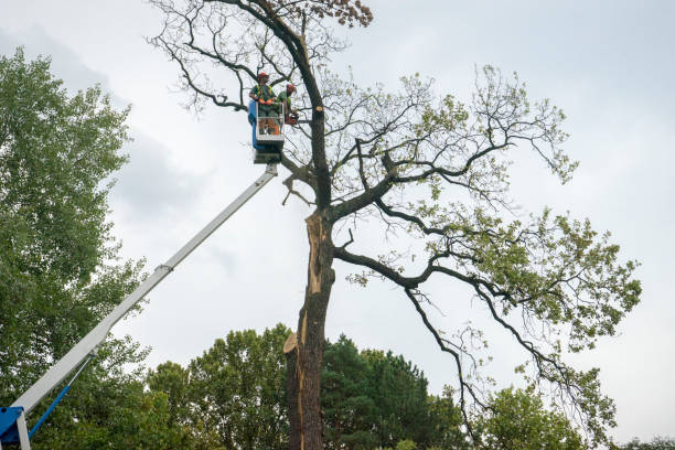 Best Root Management and Removal  in , AK