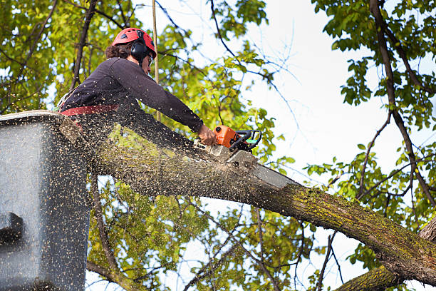 Best Tree Health Inspection  in , AK