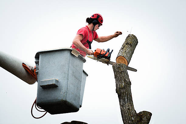 Best Tree Removal  in , AK