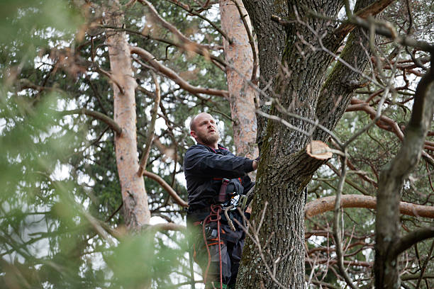 Best Palm Tree Trimming  in , AK