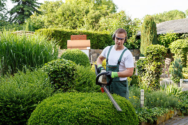 Best Tree Trimming and Pruning  in , AK