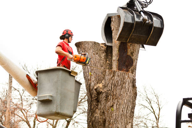 Best Utility Line Clearance  in , AK